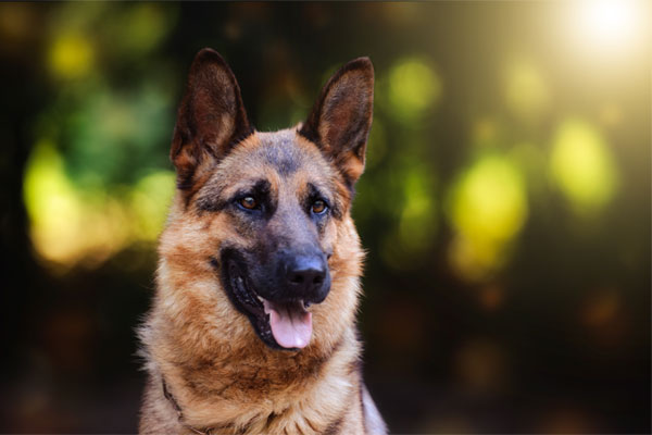 Dog breed German shepherd on nature