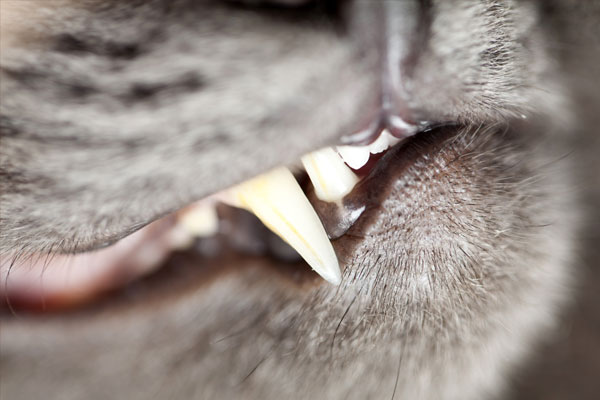 the teeth in the mouth of a cat