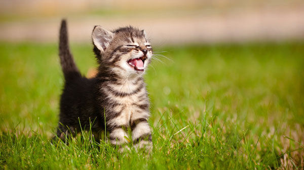 adorable meowing tabby kitten outdoors