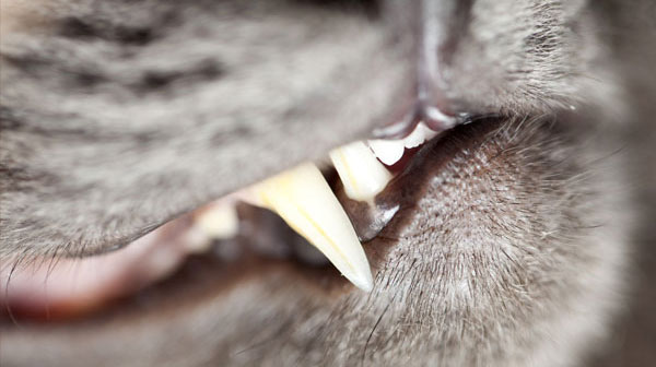 domestic cat teeth close-up