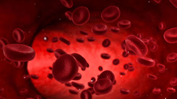 red blood cells in an artery flow inside body