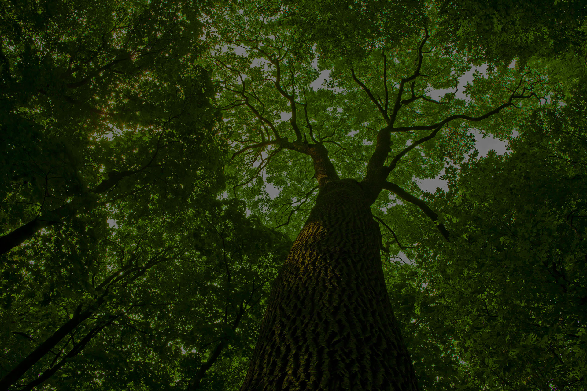 nature pathway in the forest with sunlight