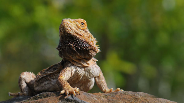 Bearded Dragon - Posing like a champ on a large boulder with soft focus green foliage in the background
