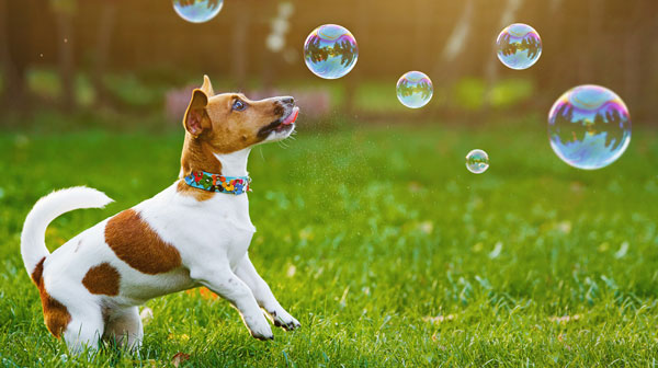 Puppy jack russell playing with soap bubbles in summer outdoor.