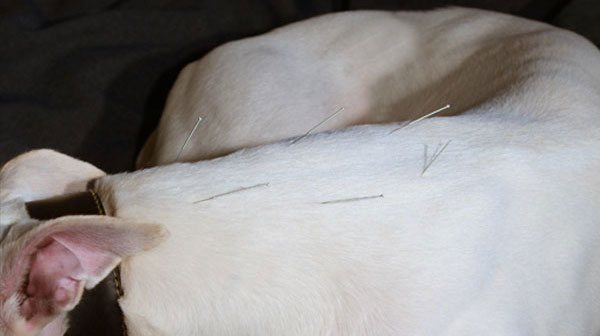 Acupuncture treatment of white dog