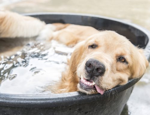 Special Heat Precautions for Your Pet