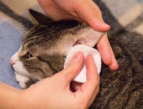 How to Clean Your Pet’s Ears