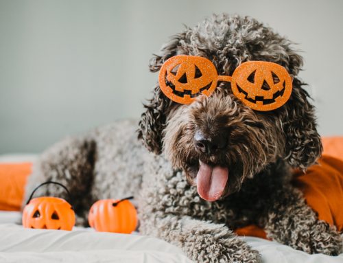 Spooky Safety: Essential Halloween Tips for Your Pets