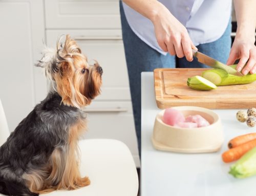 To Cook or Not to Cook: The Pros and Cons of Homemade Pet Food