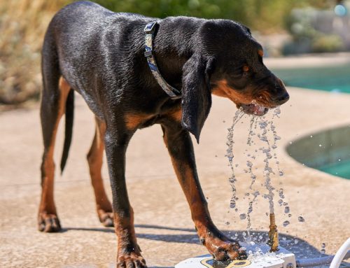 Outdoor Adventures & Pets: How to Keep Them Safe in the Sun