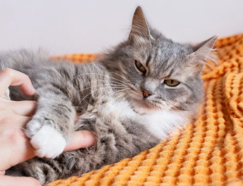 Thinking About Spaying or Neutering? Here’s What Vets Recommend