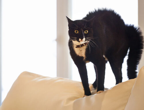 Hypothyroidism and Hyperthyroidism in Pets: Symptoms and Care