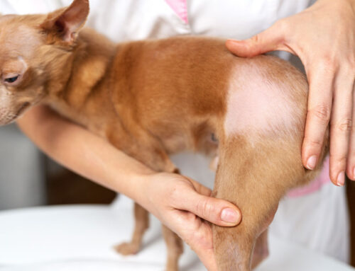 Alopecia in Dogs & Cats: Endocrine vs. Dermatologic Causes