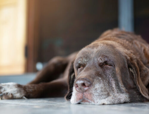 TCVM Pattern Diagnosis: Translating Concepts for Pet Owners