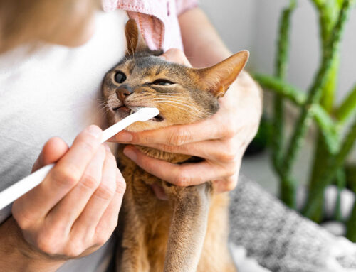 Dental Home Care That Works: Brushes, Wipes, and Gels