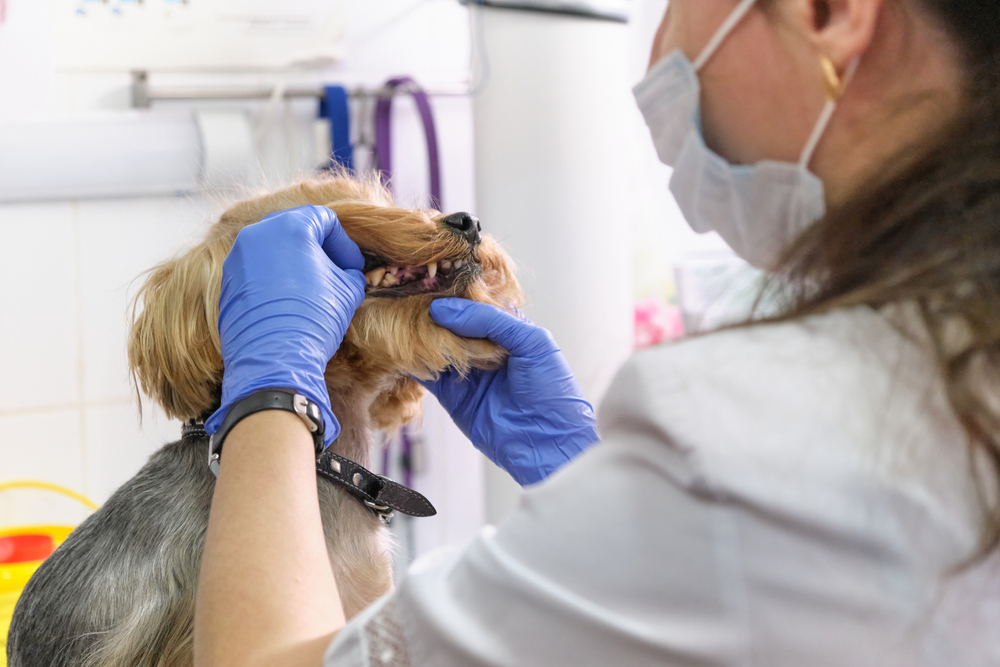 A veterinarian wearing blue gloves and a face mask examines the teeth and gums of a small terrier dog in a clinic.