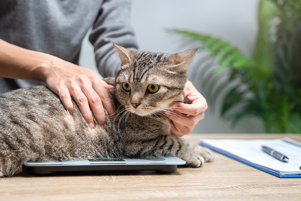 Cat weight check on veterinary scale during routine health exam.
