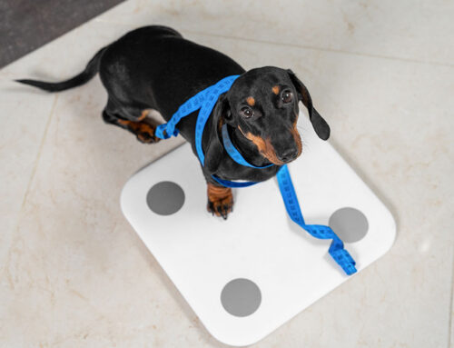 Body Condition Score: How to Score and Why It Matters