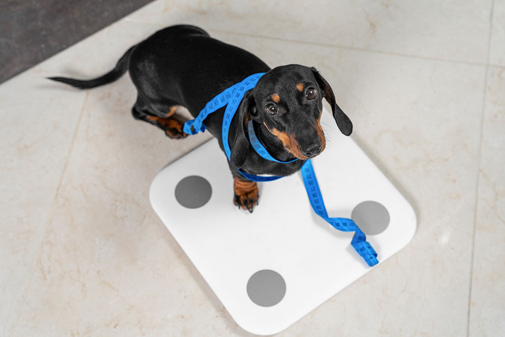 Dachshund weight check on veterinary scale at animal clinic.