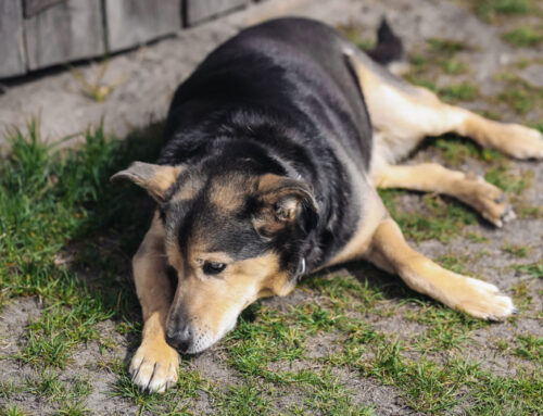 What Is Aging Really Changing Inside Your Dog or Cat?